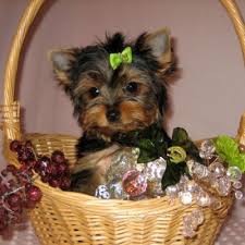 Regalo Cuccioli di Yorkshire Terrier maschi e femmine disponibili ,