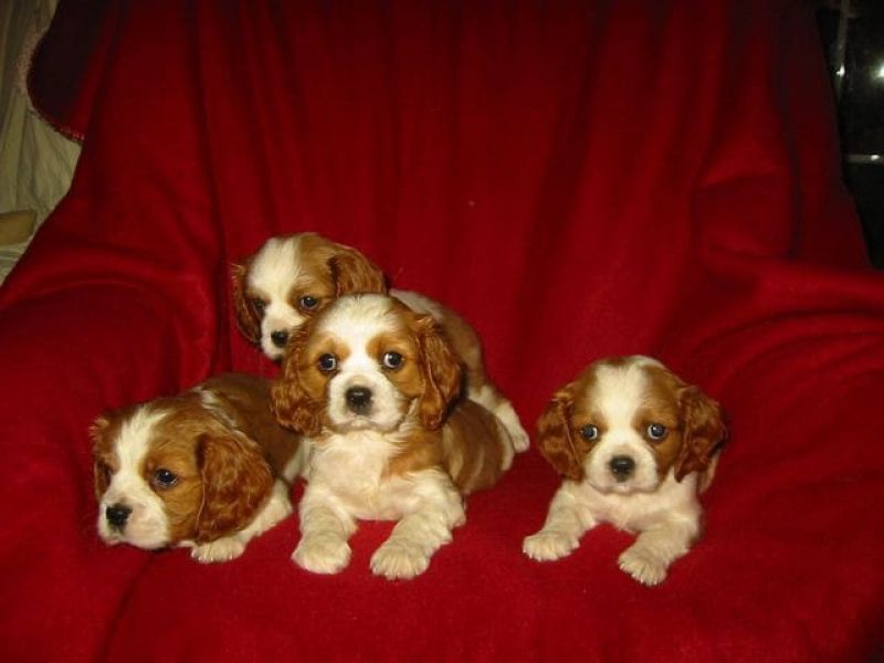 Molto bella e sani  cuccioli di cavalier king  per adozione maschi e femmine disponibili (gratis)