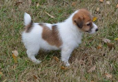 Adorabili cuccioli di jack russel femminucce e maschietti disponibili per l'adozione gratuita i cucc