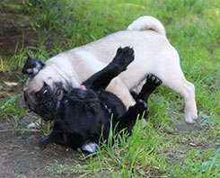 Cuccioli di carlino!!
