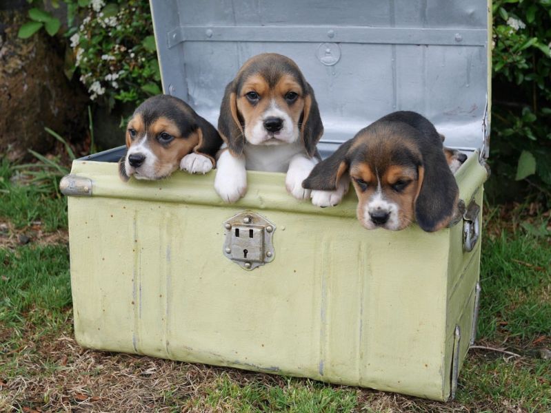 Regalo Cucciolo di Beagle in pronta consegna