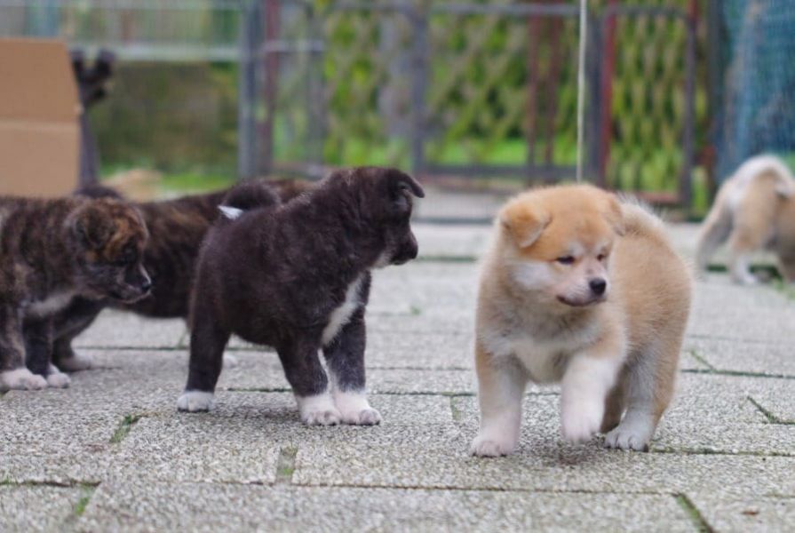 Cuccioli di akita-inu  ( per regalo )