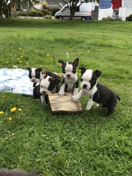 REGALO Cuccioli Boston terrier Maschio e Femmina
