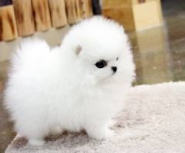 Disponibili Volpini della Pomerania