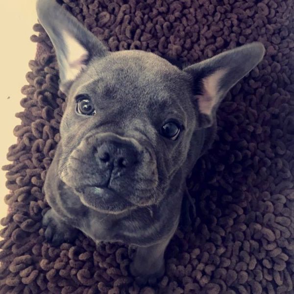 Cuccioli di bulldog francese dispinibili per adozione 
