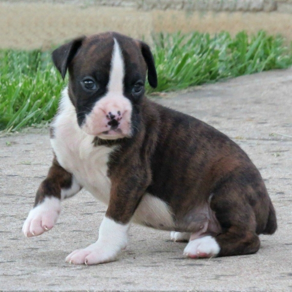 Regalo Cuccioli Boxer