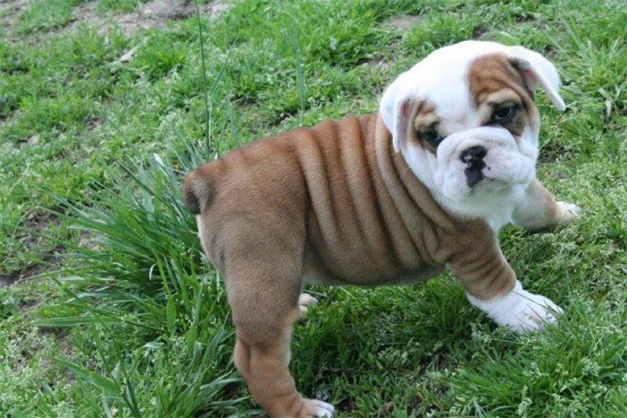 Regalo cuccioli  di bulldog inglese