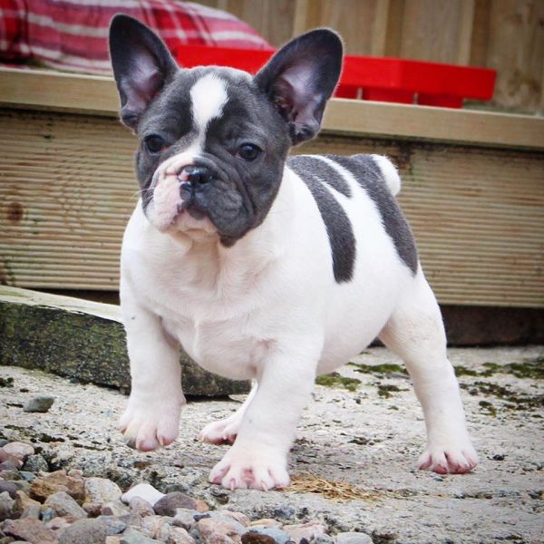 Adorabili cuccioli di Bulldog Francese femminucce e maschietti disponibili per l'adozione