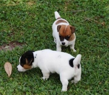  regalo cuccioli di jack russell terrier disponibili per l'adozione