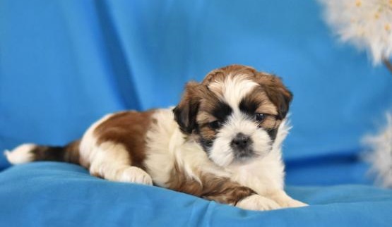 Regalo Cuccioli di Shih Tzu  in pronta consegna i cuccioli verranno Dato dopo 90 giorni dalla nascit
