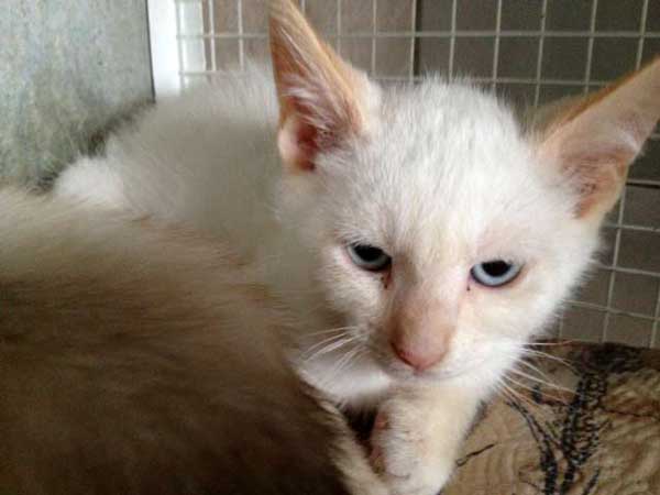 Pan, micio siamese red point