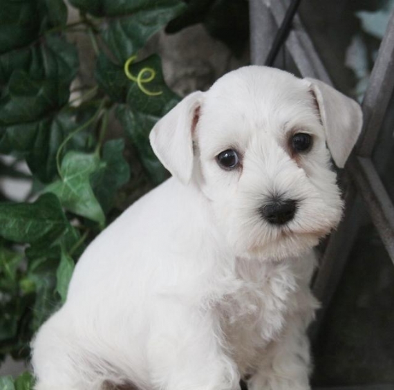 REGALO due cuccioli di schnauzer 