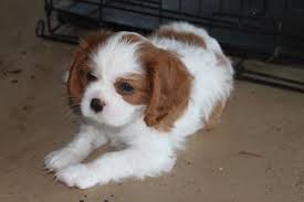 Cuccioli di cavalier king femminucce e maschietti disponibili per l'adozione gratuita