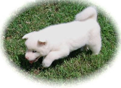 bella cuccioli di Akita Inu regalo 