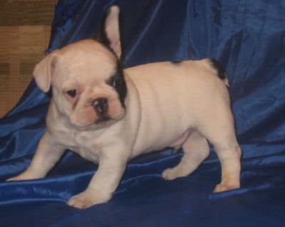il Natale il cucciolo di bulldog di francese di bimbo femminile adorabile per adozione e rehoming (m