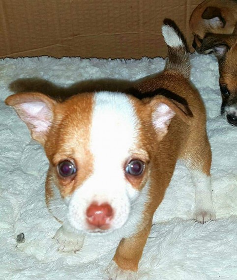 Regalo Jack Russell Terrier