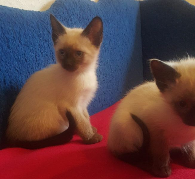  regalo siamese gattini  disponibili per l'adozione
