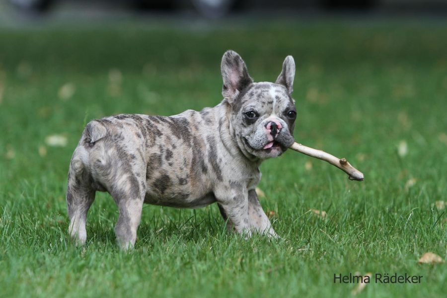 Adorabili cuccioli di Bulldog Francese femminucce e maschietti disponibili per l'adozione gratuita