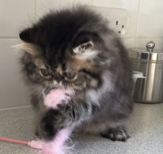  Belle gattini persiano