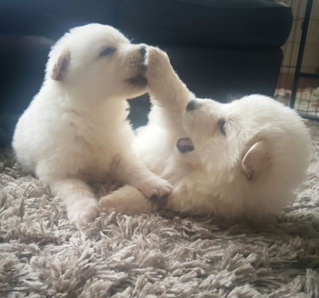 REGALO Cuccioli pastore tedesco..