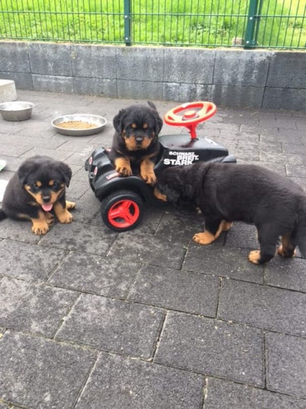  cuccioli di ROTTWEILER   ( per regalo )