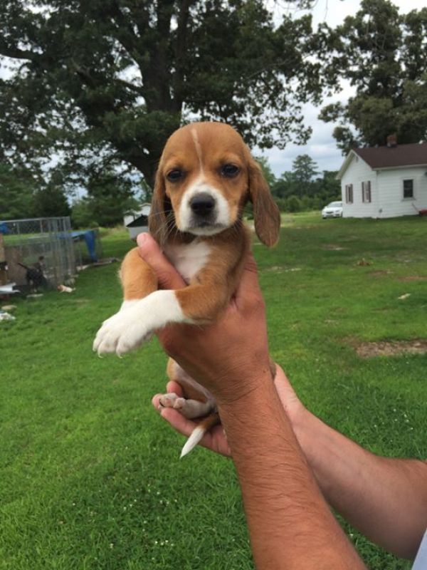 Regalo cuccioli di Beagle