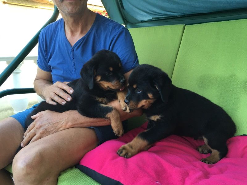  cuccioli di ROTTWEILER   ( per regalo )
