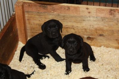 LABRADOR RETRIEVER