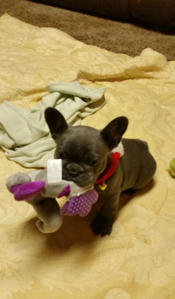 Regalo cuccioli di Bulldog francese
