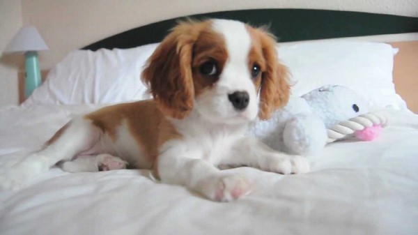 Due Cavalier King Charles cuccioli disponibili.