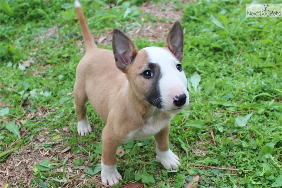Bull terrier cuccioli 