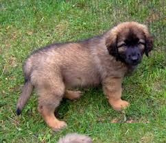 Leonberger cuccioli per l'adozione