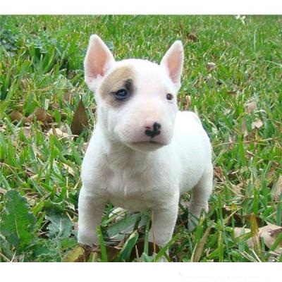 Cuccioli di bull terrier femminucce e maschietti disponibili per l'adozione gratuita