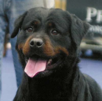 allevamento e selezione rottweiler riconosciuto e.n.c.i. f.c.i.  