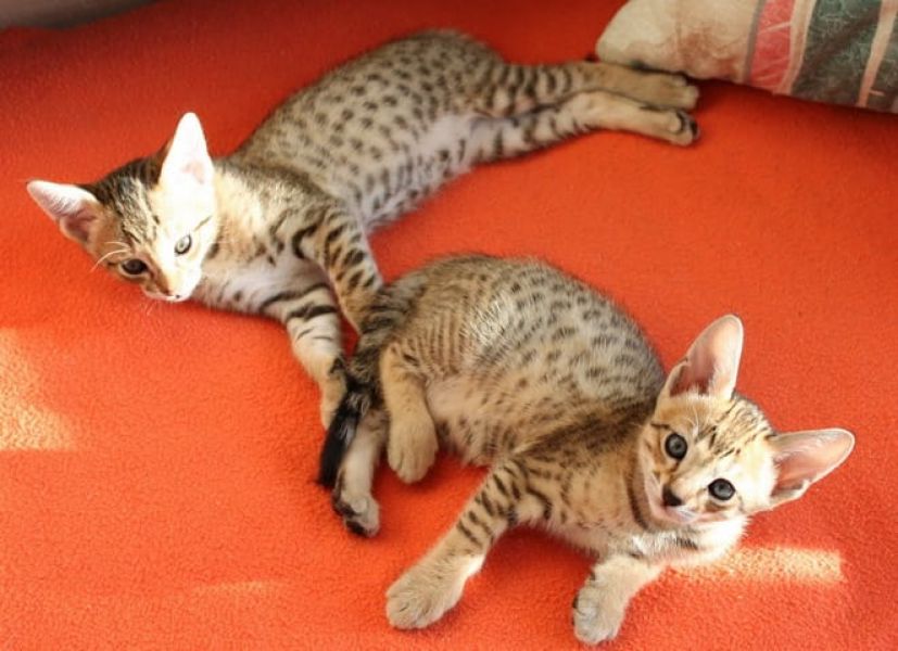  gattini Savannah   per adozione ( regalo  )