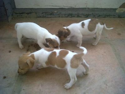 regalo Cuccioli Jack Russell Terrier