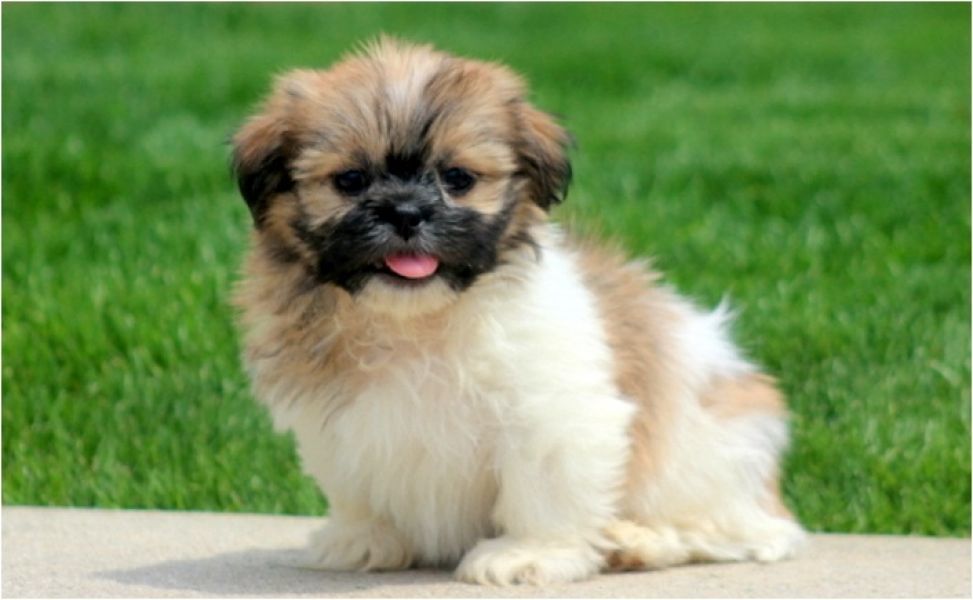 Regalo cuccioli di shitzu