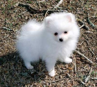 Regalo cuccioli di volpino Pomerania con pedigree Disponibilit� cuccioli di diverse colori,vengono c