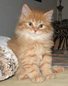 Adorali maine coon gattini femminucce e maschietti disponibili per l'adozione