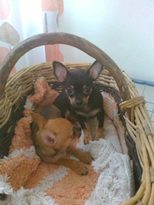 pinscerschihuahua incrocio vendo