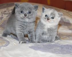 Regalo Gattini British Shorthair