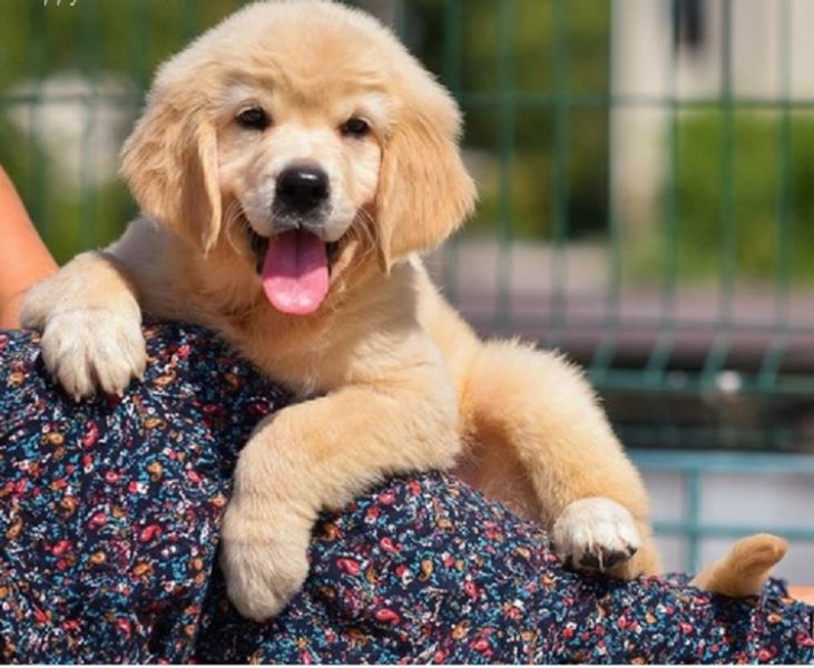 Regalo Golden Retriever  cuccioliato disponibili