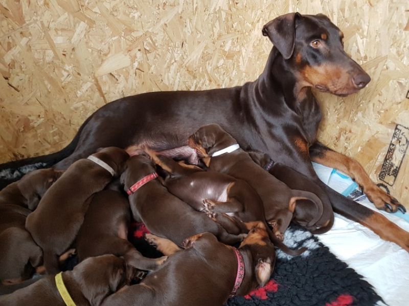  Regalo adorabili cuccioli Dobermann