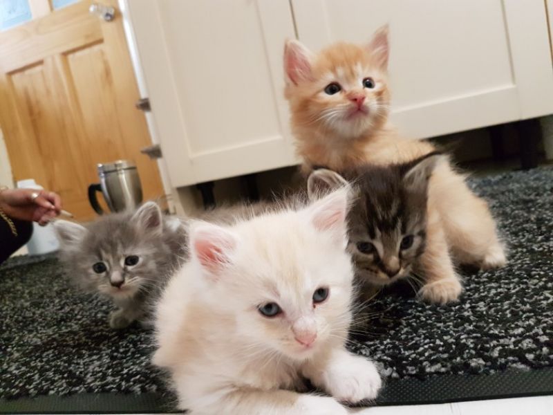 Maine coon gattino disponibile in Regalo