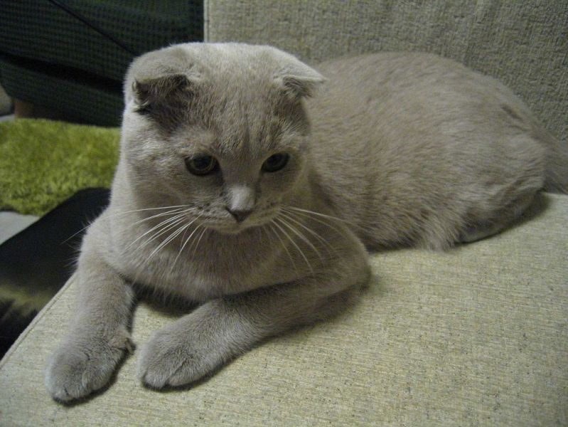 (GRATIS) Gattini scottish fold femmina e maschio