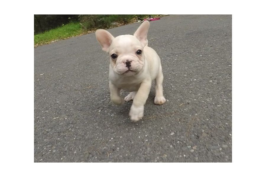 Regalo Cuccioli di Cane a Bulldog Francese