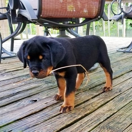 Disponibili bellissimi cuccioli fulvi ( femmine e maschi) in regalo