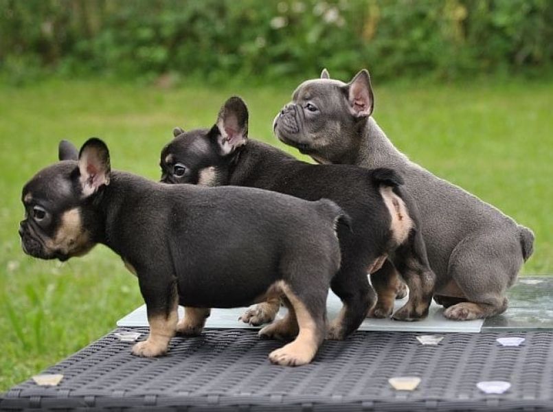Molto bella e sani cuccioli di Bulldog Francese per adozione maschi e femmine disponibili (gratis) 