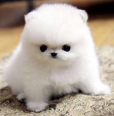  { Regalo Volpino di pomerania (spitz tedesco nano
