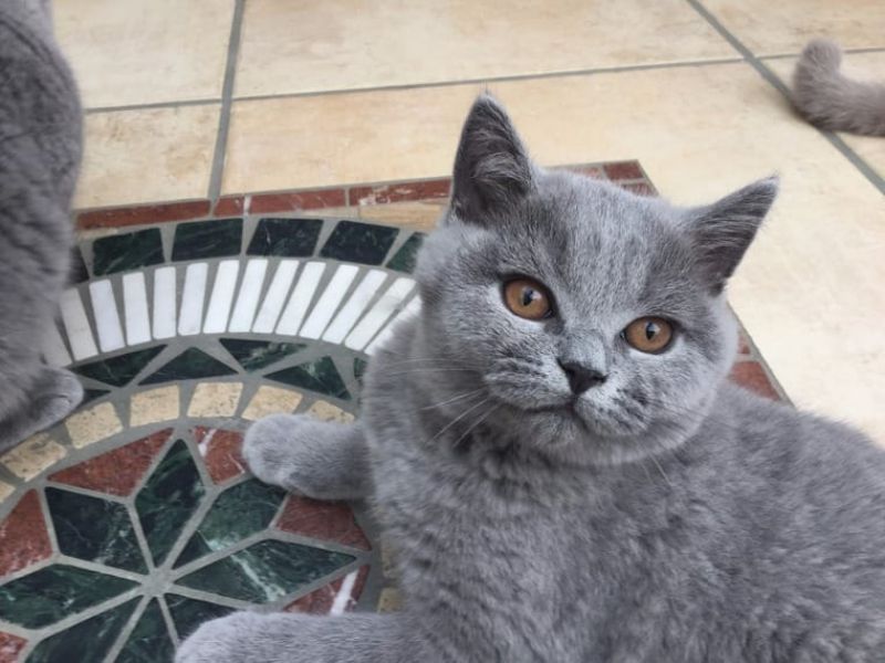 Regalo British shorthair per l'adozione